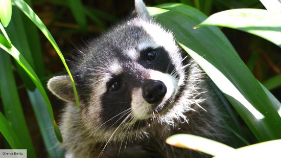 An anime series caused a raccoon infestation in Japan