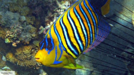 The Royal angelfish could have been an inspiration for Flounder