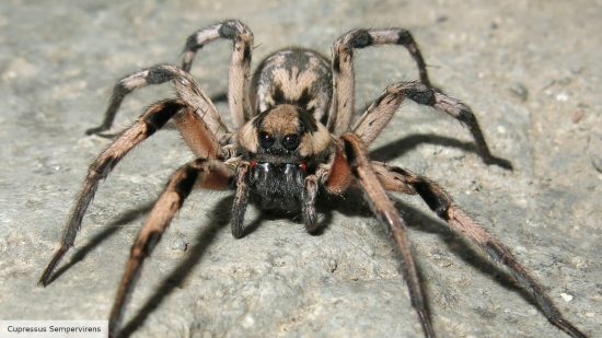 Harry Potter critter Aragog inspired the name of a real spider