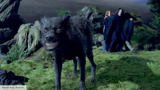 Sirius Black in his dog form in Harry Potter and the Prisoner of Azkaban