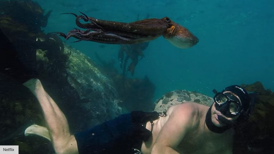Best Netflix documentaries: My Octopus Teacher